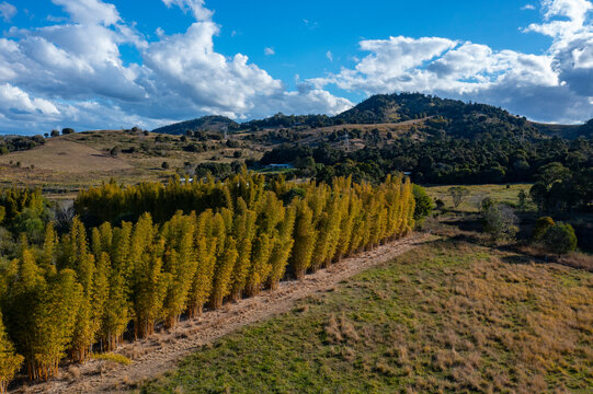 Aerial view of a bamboo grove set within a rural landscape featuring rolling hills, power lines, and infrastructure under a blue sky in Queensland, Australia.