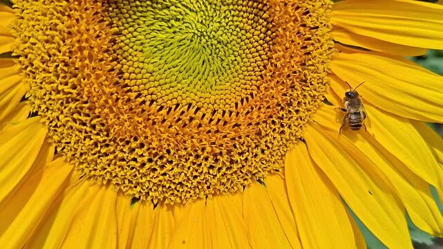 Honeybee collecting nectar on bright yellow sunflower. Macro view of pollinating insect on flower petal. Nature garden scene for biological diversity concept.