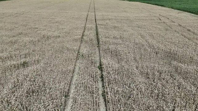 Aerial flight over ripe cereal field with parallel tractor tracks