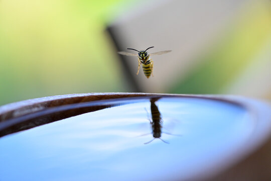 Yellow and black wasp flies over water from wooden bird bath on bright sunny summer day. Macro shot of insect with wings and antennae near water droplets in garden.