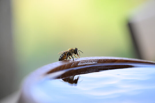 Close-up of a bee drinking water from wooden bowl, its reflection visible in the droplet. Intricate details of the bee's body are highlighted.