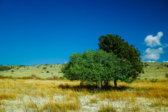 Scenic savanna landscape with grazing horses and palmyra palm trees at Puru Kambera in East Sumba, Indonesia