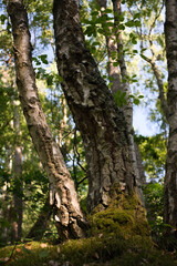Fototapeta premium Old twisted birch tree with textured bark and moss in natural forest