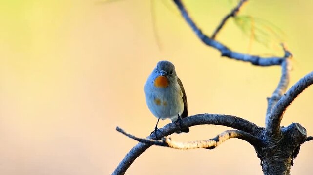 Red‑throated Flycatcher on Branch