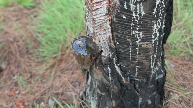 Pine resin tapping from tree trunk into collection cup in mountains