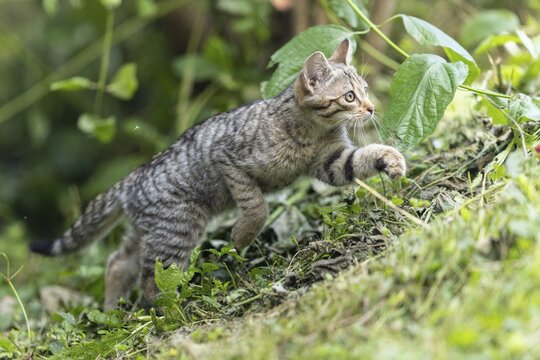 A kitten is sneaking through the grass as if it is on the hunt, wildcat (Felis silvestris), kitten, Germany