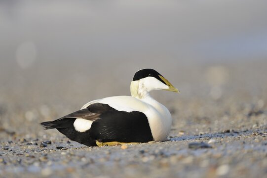 Common Eider (Somateria mollissima)
