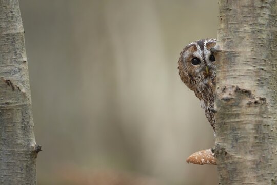 Tawny owl (Strix aluco) adult bird sitting in fallen autumn leaves, Norfolk, England, United Kingdom, Captive