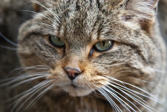 Carnivora, felis silvestris, predators, wildcat, mammals, raptors, mammals