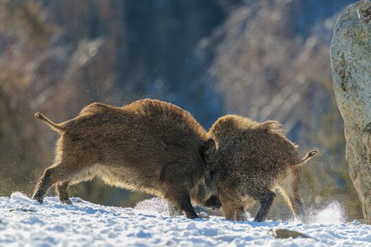 Two young wild boars (Sus scrofa) wrestle with each other in the backlight of the sun in a clearing. Their raised dorsal crests glow in the light. Bavaria, Germany