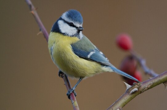 Blue tit, parus caeruleus, autumn, birds, autumn, tits, passeri, songbirds, songbirds, tits, birds