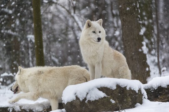 Melville Island wolf (Arctic wolf) standing in snow covered forest, snow falling