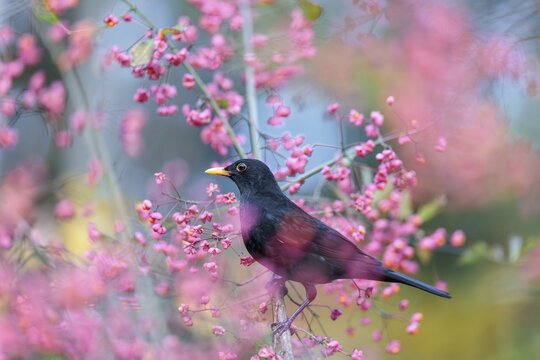 A common blackbird (Turdus merula) sits in a European spindle tree (Euonymus europaeus), and eats the fruit