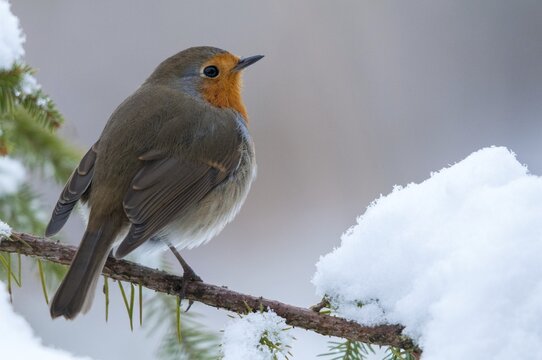 Erithacus rubecula, robin, robins, birds, passeri, snow, songbirds, snow, songbirds, birds, winter