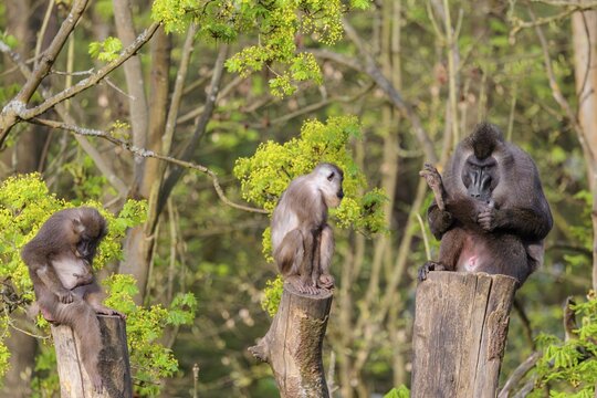 Three Drills (Mandrillus leucophaeus), a male and two females, sit high up on the three stumps of a cut tree and enjoy the early sunlight. A green forest can be seen in the background