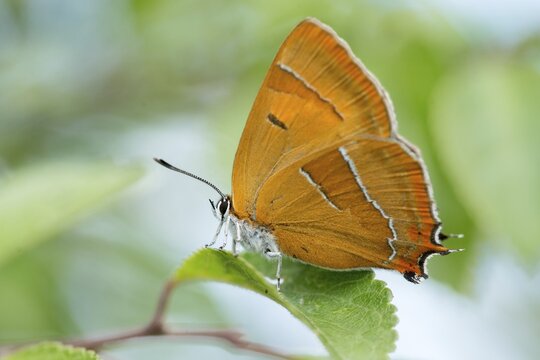 Birch tip, kidney spot, thecla betulae, brown hairstreak, butterfly, female, insects, butterfly, butterflies, butterflies, female