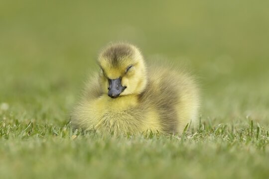 Canada goose (Branta canadensis) juvenile baby gosling bird sleeping on grass, England, United Kingdom