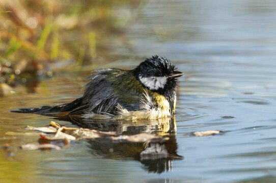 Great tit, great tit, parus major, bath, bird bath, birds, tit, passeri, songbirds, songbirds, tits, potions, birdbath, birds, watering place