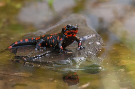 Fire salamander, salamandra salamandra, amphibians, amphibians, caudata, amphibians, amphibians, mirror, red, tail amphibians, mirror image