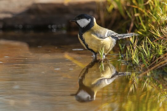 Great tit, great tit, parus major, bath, bird bath, birds, tit, passeri, songbirds, songbirds, tits, potions, birdbath, birds, watering place