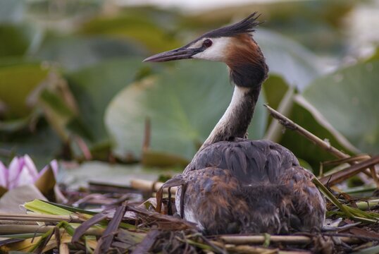 Great crested grebes, podiceps cristatus, birds, grebes, podicipedidae, divers, birds, waterbirds, waterbirds