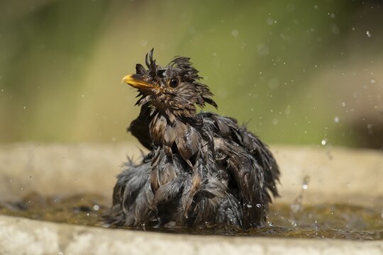 Eurasian blackbird (Turdus merula) adult female bird bathing in water of a garden bird bath, England, United Kingdom