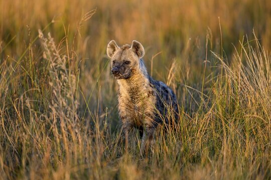 Spotted hyena (Crocuta crocuta) in the tall grass near Atzar&oacute; Camp, Okavango Delta, North-West District, Botswana
