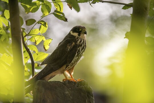 Falcon, Falco Subbuteo, Hobby, Birds, Falcon, Falconiformes, Falcons, Raptors, Birds of Prey, Birds