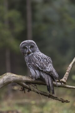 One great grey owl (Strix nebulosa) sitting on the root of a fallen spruce tree