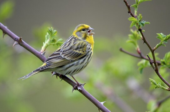 European Serin, serine, serinus serinus, birds, song, male, passeri, singing, songbirds, birds
