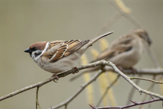 Tree Sparrow, Passer Montanus, Sparrow, Tree Sparrow, Birds, Passeri, Songbirds, Sparrow, Sparrow, Sparrow, Sparrow, Sparrow, Birds