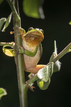 European tree frog, hyla arborea, tree frog, amphibians, amphibians, high size, portrait format, amphibians