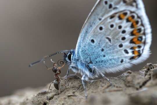 Argus blue, goatclover blue, plebeius argus, silver-studded blue, butterfly, insects, butterfly, butterflies