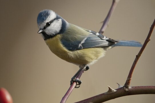 Blue tit, parus caeruleus, birds, tits, passeri, songbirds, songbirds, tits, birds