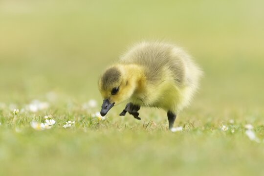 Canada goose (Branta canadensis) juvenile baby gosling bird walking on grass, England, United Kingdom
