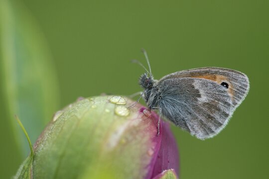 Coenonympha Pamphilus, common meadowbird, small heath, meadbird, butterfly, insects, butterfly, butterflies, butterflies