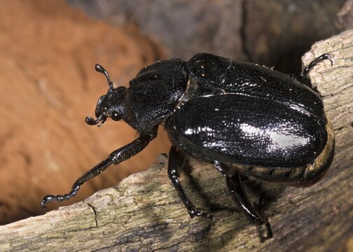 Hermit, Hermit Beetle, Juchten Beetle, Osmoderma Eremita, Beetle, Coleoptera, FFH, Insects, Beetles
