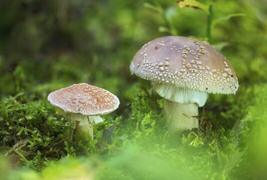 Amanita rubescens, meat mushroom, yellow-ringed pearl mushroom, golmoth, gargle stomach, pug, girl mushroom, pearl sponge, pearl bulge, pustular bulge, reddening bulbous leaf mushroom, reddening bulbous mushroom, peeling mushroom, blusher, fungi, fungus, mushrooms