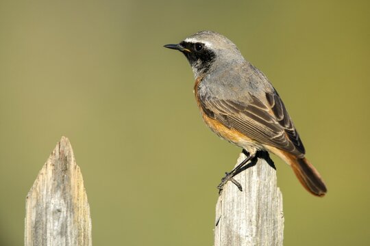 Garden redtail, Phoenicurus phoenicurus, redstart, birds, garden fence, garden birds, garden fence, passeri, songbirds, birds