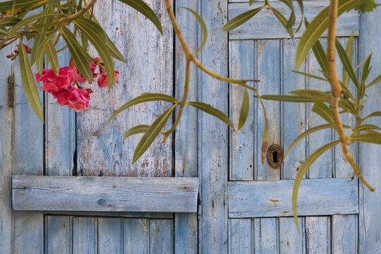 Blooming oleander branches in front of a light blue wooden door, Malfa, Salina, Aeolian or Lipari Islands, Southern Italy, Italy
