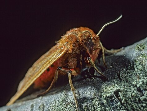 Phragmatobia fuliginosa, rust-winged bear, cinnamon bear, butterfly, insects, moths, moths, moths, moths, ruby tiger, butterfly