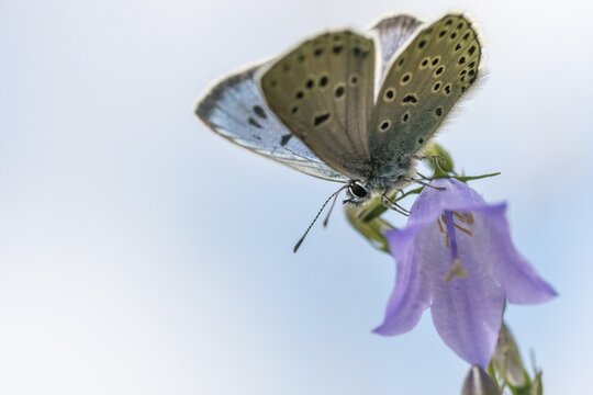 Ant blue, glaucopsyche arion, large blue, maculinea arion, phengaris arion, quendel ant blue, thyme ant blue, butterfly, insects, butterfly, butterflies, butterflies