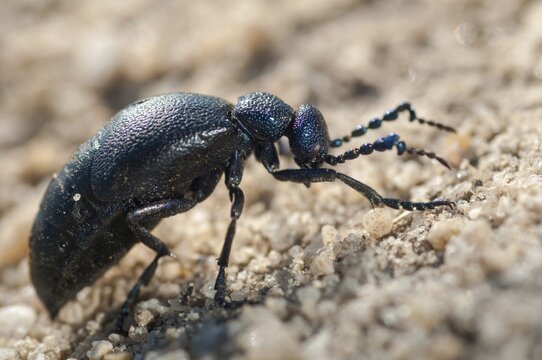 2009, blue mayworm, Brandenburg, Germany, mayworm, meloe cf violaceus, meloe violaceus, meloid beetle, national natural heritage, natural paradise Gr&uuml;nhaus, violet oil beetle, beetle, post-mining landscape, Coleoptera, green house, insects, beetles