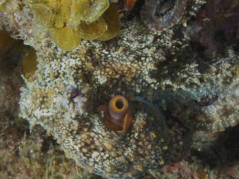 Close-up of an octopus, common octopus (Octopus vulgaris), dive site: El Cabron Marine Reserve, Arinaga, Gran Canaria, Spain, Europe, Atlantic Ocean