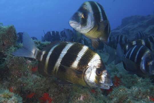 Zebra seabream (Diplodus cervinus cervinus) swimming over a reef in a clear blue ocean, Las Rosas dive site, Las Galletas, Tenerife, Canary Islands, Spain