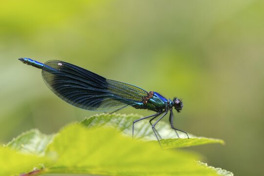 Banded demoiselle, calopteryx splendens, banded dragonfly, damselflies, dragonflies, insects, dragonflies, male, odonata, zygoptera