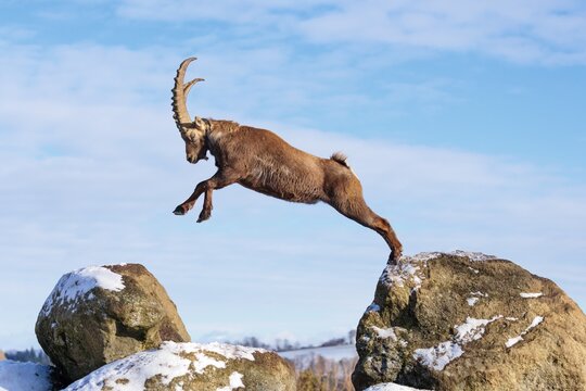 A male ibex (Capra ibex) jumps from rock to rock. Morning light against a blue sky with clouds. Carinthia, Austria