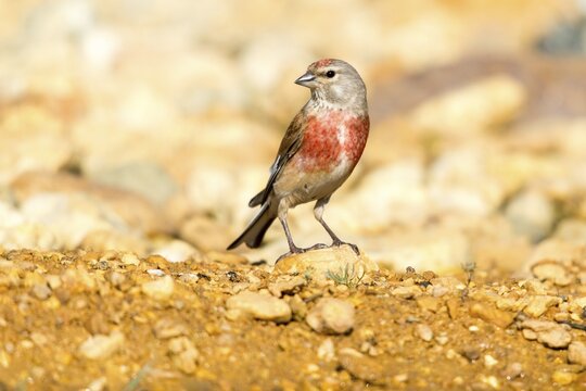 Acanthis cannabina, bloodtail, linaria cannabina, linnet, birds, hanfling, male, passeri, songbirds, birds