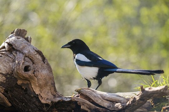 Magpie, pica pica, birds, corvidae family of birds, passeri, corvids, songbirds, songbirds, birds