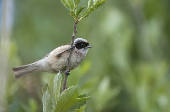 Marsupial tit, European penduline tit, remiz pendulinus, birds, passeri, songbirds, songbirds, birds